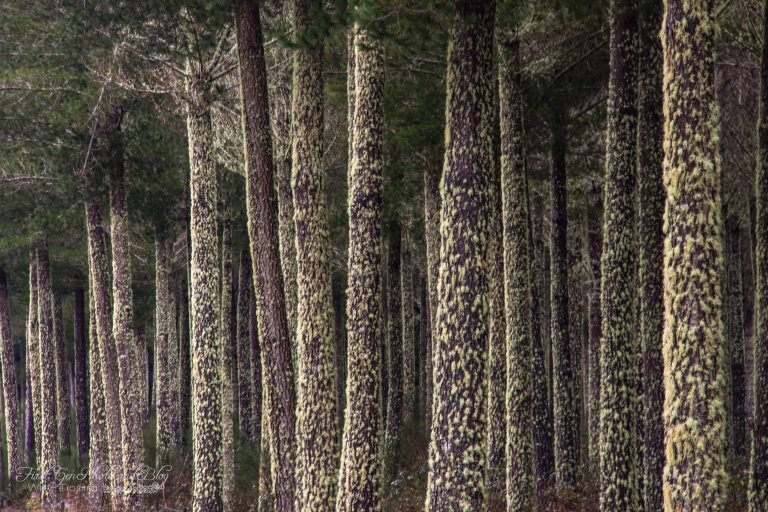 Rotoaira Forest Small